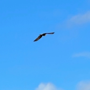 Falco berigora at Namadgi National Park - 8 Jun 2024