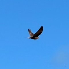 Falco berigora at Namadgi National Park - 8 Jun 2024