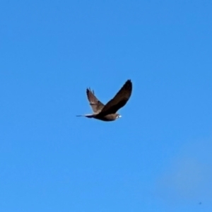 Falco berigora at Namadgi National Park - 8 Jun 2024