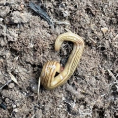 Fletchamia quinquelineata (Five-striped flatworm) at Namadgi National Park - 8 Jun 2024 by KMcCue