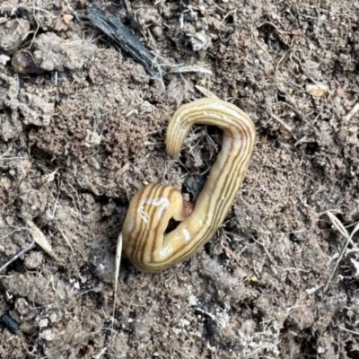 Fletchamia quinquelineata (Five-striped flatworm) at Namadgi National Park - 8 Jun 2024 by KMcCue