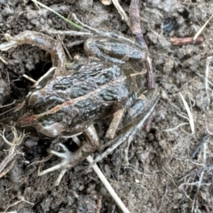 Limnodynastes tasmaniensis (Spotted Grass Frog) at Rendezvous Creek, ACT - 8 Jun 2024 by KMcCue