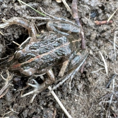 Limnodynastes tasmaniensis (Spotted Grass Frog) at Rendezvous Creek, ACT - 8 Jun 2024 by KMcCue