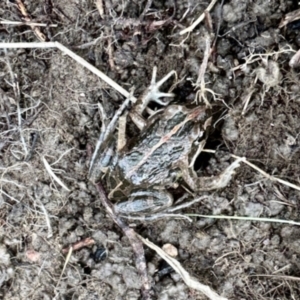 Limnodynastes tasmaniensis at Namadgi National Park - 8 Jun 2024 11:53 AM