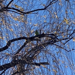 Polytelis swainsonii at Garran, ACT - suppressed