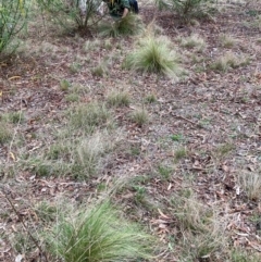 Nassella trichotoma at Watson, ACT - 8 Jun 2024