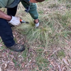 Nassella trichotoma (Serrated Tussock) at Mount Majura - 8 Jun 2024 by waltraud