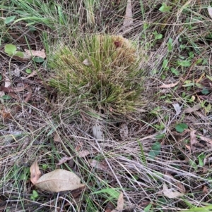 Nassella trichotoma at Watson, ACT - 8 Jun 2024