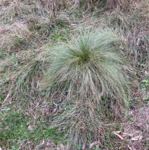 Nassella trichotoma at Hackett, ACT - 8 Jun 2024