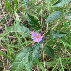 Solanum cinereum (Narrawa Burr) at Mount Majura - 8 Jun 2024 by waltraud