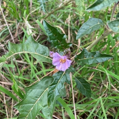 Solanum cinereum (Narrawa Burr) at Hackett, ACT - 8 Jun 2024 by waltraud