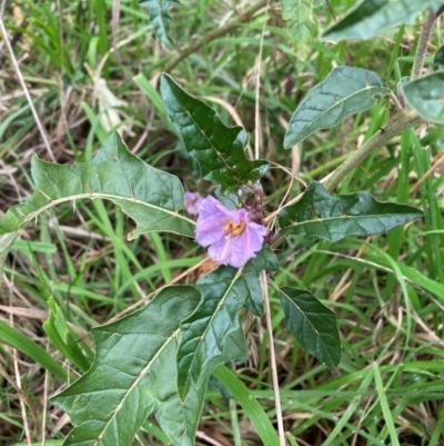 Solanum cinereum (Narrawa Burr) at Mount Majura - 8 Jun 2024 by waltraud