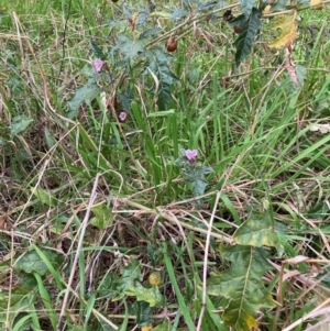 Solanum cinereum at Hackett, ACT - 8 Jun 2024