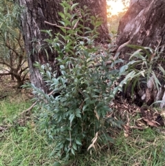 Ligustrum lucidum (Large-leaved Privet) at Mount Majura - 8 Jun 2024 by waltraud