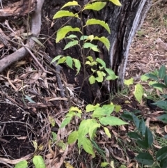 Celtis australis (Nettle Tree) at Mount Majura - 8 Jun 2024 by waltraud