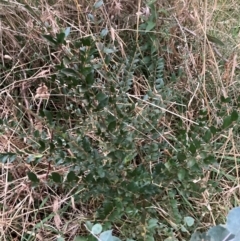 Ligustrum sinense (Narrow-leaf Privet, Chinese Privet) at Hackett, ACT - 8 Jun 2024 by waltraud