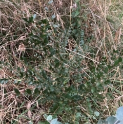 Ligustrum sinense (Narrow-leaf Privet, Chinese Privet) at Mount Majura - 8 Jun 2024 by waltraud