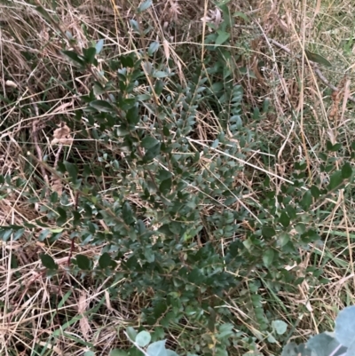 Ligustrum sinense (Narrow-leaf Privet, Chinese Privet) at Mount Majura - 8 Jun 2024 by waltraud