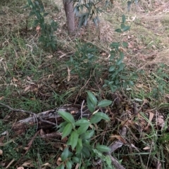 Ligustrum lucidum (Large-leaved Privet) at Mount Majura - 8 Jun 2024 by waltraud