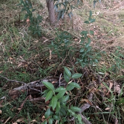 Ligustrum lucidum (Large-leaved Privet) at Hackett, ACT - 8 Jun 2024 by waltraud