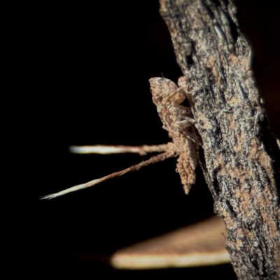 Fulgoroidea sp. (superfamily) (Unidentified fulgoroid planthopper) at Yarralumla, ACT - 8 Jun 2024 by Righardt