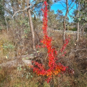 Pyrus calleryana at O'Malley, ACT - 9 Jun 2024