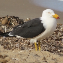 Larus pacificus (Pacific Gull) at Port Elliot, SA - 23 May 2024 by Christine