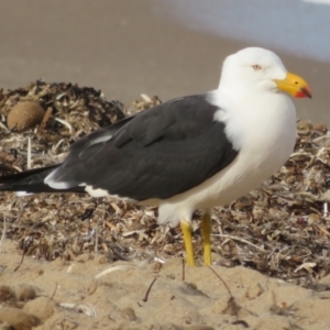 Larus pacificus at Port Elliot, SA - 23 May 2024