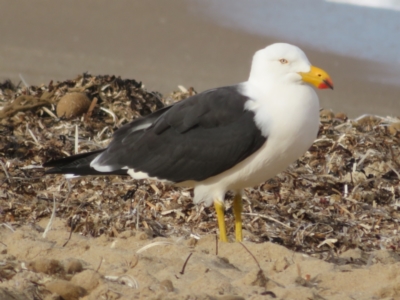 Larus pacificus (Pacific Gull) at Port Elliot, SA - 23 May 2024 by Christine