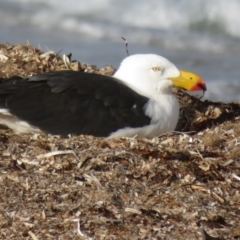 Larus pacificus at Port Elliot, SA - 23 May 2024 03:28 PM