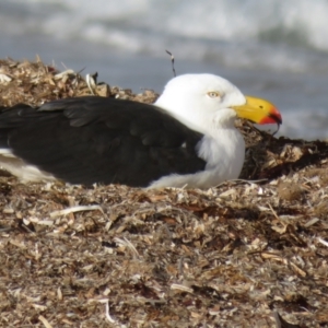 Larus pacificus at Port Elliot, SA - 23 May 2024