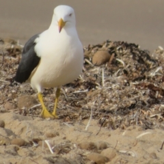 Larus pacificus at Port Elliot, SA - 23 May 2024 03:28 PM