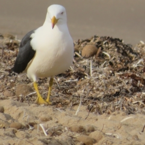 Larus pacificus at Port Elliot, SA - 23 May 2024