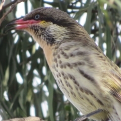 Acanthagenys rufogularis (Spiny-cheeked Honeyeater) at Walpeup, VIC - 20 May 2024 by Christine