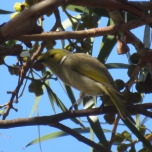 Ptilotula penicillata at Walpeup, VIC - 20 May 2024