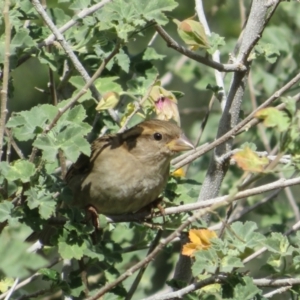 Passer domesticus at Walpeup, VIC - 20 May 2024 11:58 AM