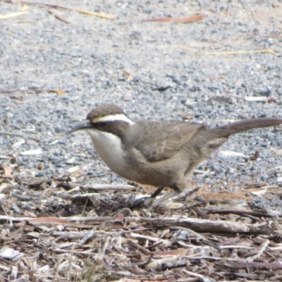 Pomatostomus superciliosus (White-browed Babbler) at Walpeup, VIC - 20 May 2024 by Christine