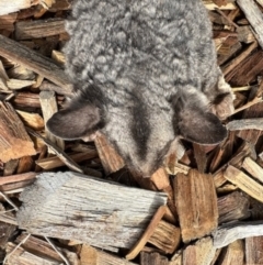 Petaurus notatus (Krefft’s Glider, formerly Sugar Glider) at Aranda, ACT - 9 Jun 2024 by KMcCue