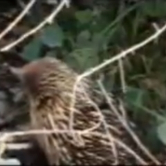 Tachyglossus aculeatus (Short-beaked Echidna) at Flea Bog Flat, Bruce - 12 Sep 2020 by JVR