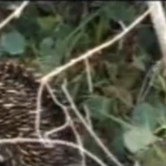 Tachyglossus aculeatus at Flea Bog Flat, Bruce - 12 Sep 2020