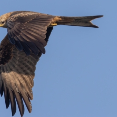 Milvus migrans (Black Kite) at Menindee, NSW - 4 Apr 2024 by rawshorty