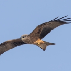 Milvus migrans at Menindee, NSW - 5 Apr 2024 09:07 AM