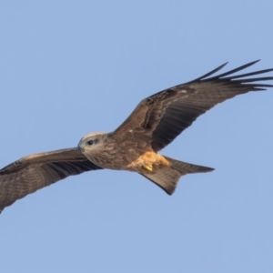 Milvus migrans at Menindee, NSW - 5 Apr 2024