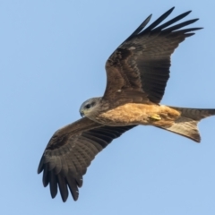 Milvus migrans at Menindee, NSW - 5 Apr 2024