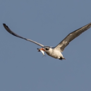 Hydroprogne caspia at Menindee, NSW - 5 Apr 2024