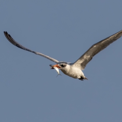 Hydroprogne caspia (Caspian Tern) at Menindee, NSW - 4 Apr 2024 by rawshorty