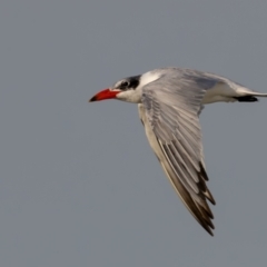 Hydroprogne caspia at Menindee, NSW - 5 Apr 2024