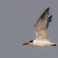 Hydroprogne caspia at Menindee, NSW - 5 Apr 2024