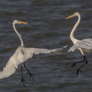 Ardea alba at Menindee, NSW - 5 Apr 2024