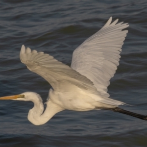 Ardea alba at Menindee, NSW - 5 Apr 2024 09:19 AM